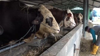 Penampakan Sapi Kurban Prabowo, Berbobot 1 Ton Lebih