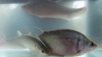 Tiga ekor ikan belida Jawa (Notopterus notopterus) atau ikan putak berada di dalam akuarium milik kelompok pembudidaya ikan binaan PT Kilang Pertamina Internasional RU III Plaju di Desa Sungai Gerong, Mariana, Banyuasin, Sumatera Selatan, Kamis (29/5/2025). [ANTARA FOTO/Nova Wahyudi/tom]