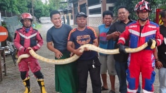 Ular Piton Albino Panjang 4 Meter Ditemukan di Mesin Mobil Warga Makassar