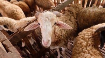 Jelang Idul Adha, Peternak Banyumas Cemas: Tujuh Kambing Hilang Dicuri dalam Dua Pekan
