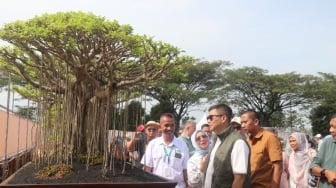 Jadi Momen Istimewa HJB ke 543, Bonsai Bernilai Miliaran Rupiah Ada di Bogor