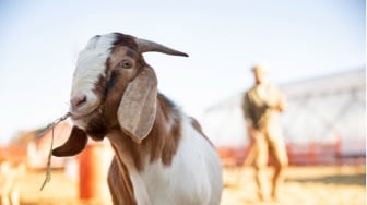 Daftar Terbaru Harga Kambing Kurban 2025 dan Cara Pilih Sesuai Syariat