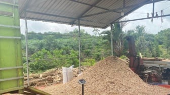 Pohon Gamal, dari Pagar Kebun Jadi Sumber Energi Hingga Ladang Cuan