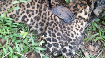 Bangkai Macan Tutul Jawa Ditemukan Membusuk di Garut, Diduga Akibat Jebakan