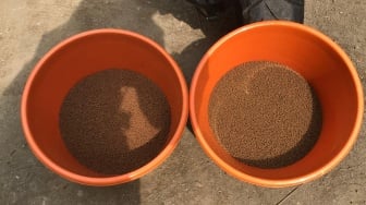 Solusi Cerdas Atasi Food Waste: Budidaya Lele Rumahan dengan Pakan dari Limbah Dapur