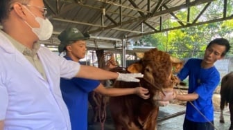 Jelang Iduladha, Gubernur Pramono Janji Kirim Hewan Kurban ke Seluruh Wilayah Jakarta