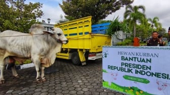 Waspada Cacing Hati usai Sembelih Sapi Kurban, Pemkab Sleman Terjunkan 358 Petugas Pemantau