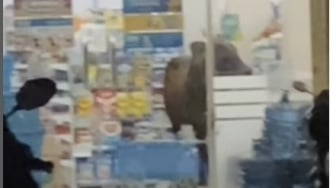 Viral Sapi Kurban Lepas Masuk Indomaret di Palembang, Pengunjung Kocar-kacir