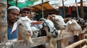 Mau Saldo DANA Kaget Gratis Rp1,9 Juta untuk Beli Hewan Kurban? Klaim 7 Link Aktif Ini!