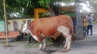 Prabowo Sumbang 985 Sapi Kurban, Bobot Terberat 1,3 Ton Ada di Jabar hingga Bengkulu