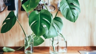 7 Tanaman Pembawa Rezeki Menurut Feng Shui, Bisa Datangkan Keberuntungan