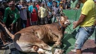 6 Cara Menyembelih Hewan Kurban Sesuai Syariat Islam, Lengkap dengan Doanya!