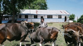 Atta Halilintar Pilih Kurban Belasan Sapi di Pelosok NTT, Alasannya Tuai Pujian
