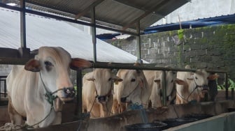Pemkab Sleman Pastikan Ketersediaan Hewan Kurban Terpenuhi, Ternak dari Luar Daerah jadi Opsi