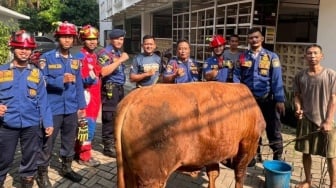 Sapi Kurban 1 Ton Terperosok ke Sumur Resapan, Damkar Kerahkan Alat Berat Bantu Evakuasi