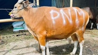 Sedekah Kurban di 26 Titik Menjadi Cara PNM Teruskan Bentuk Syukur HUT ke-26