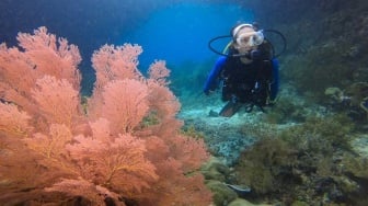 Surga Terancam? Tambang Nikel Gemparkan Raja Ampat, Nadine Chandrawinata Angkat Bicara!