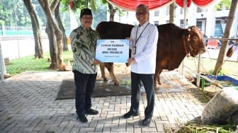 Wapres Gibran Serahkan Sapi 1 Ton ke Istiqlal, Dagingnya akan Dimasak untuk 2.000 Anak Yatim