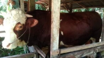 Berat Nyaris 1 Ton, Sapi Kurban Prabowo untuk Riau Disembelih di Masjid Annur