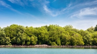 Mangrove Tak Goyah: Tangguh Menahan Badai, Tahan Jejak Karbon