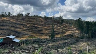 Terbongkar, Oknum Tokoh Adat Terlibat Jual Beli Lahan Hutan Lindung di Kampar