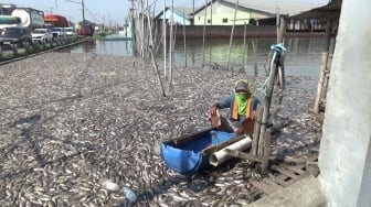 Bau Busuk Pantura, Petani Tambak Demak Merugi Puluhan Juta: Limbah Pabrik Bunuh Ribuan Ikan!