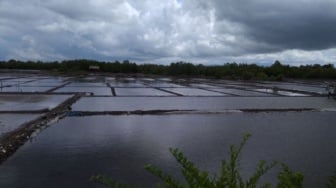 Petani Sinjai Merana: Banjir 2 Meter Ancam Gagal Panen 4 Hektare Sawah