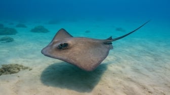 Ikan Pari Serang Nelayan di Pantai Koala