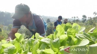 Petani Resah, Gudang Garam Setop Beli Tembakau: Temanggung Terancam Krisis