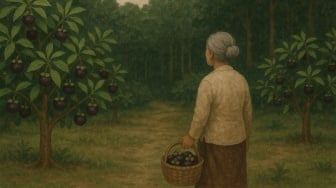 Detik-detik Lansia Hilang Saat Panen Buah Manggis di Agam, Kini Masih Dicari!
