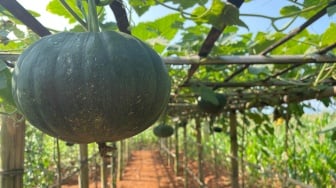 Pundi di Balik Kebun Organik Tegalsari, dari Lahan Mini Jadi Peluang Ekonomi