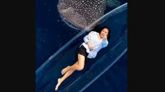 Viral Sisi Gelap Wisata Hiu Paus Gorontalo, Prilly Latuconsina Terseret
