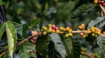 Elegi Kopi Organik di Hulu DAS Balantieng, Harmoni Lingkungan dan Ekonomi