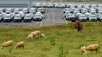 Warga menggembalakan kambing dengan latar belakang deretan unit mobil yang terparkir di pabrik Hyundai Motor Manufacturing Indonesia (HMMI), Cikarang, Kabupaten Bekasi, Jawa Barat, Rabu (18/6/2025). [ANTARA FOTO/Indrianto Eko Suwarso/tom]