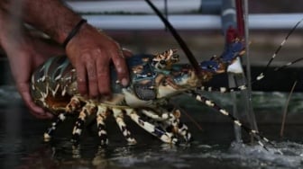 Harta Karun Papua : Penemuan 7 Spesies Baru Lobster Air Tawar Ungkap Pusat Evolusi Baru