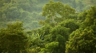 Hari Hutan Hujan Sedunia: Suara Global untuk Menyelamatkan Paru-Paru Bumi
