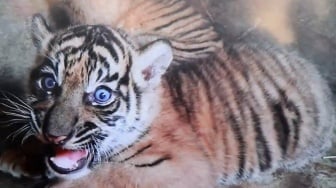 Rizky dan Lestari, Harimau Sumatera penghuni baru TMSBK Bukittinggi