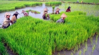 627 Hektare Sawah Sudah Hilang, PPU Perkuat Barikade Hadapi Alih Fungsi Lahan demi IKN