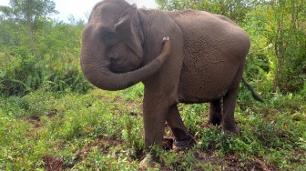 Polemik TNTN, Kehilangan Gajah Sumatera seperti Kehilangan Keseimbangan Alam