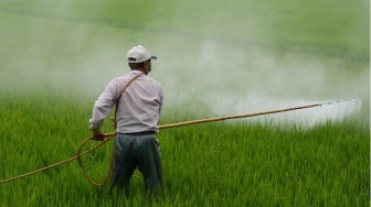 5 Herbisida Murah untuk Membasmi Rumput, Bersihkan Gulma Tuntas Hingga ke Akar