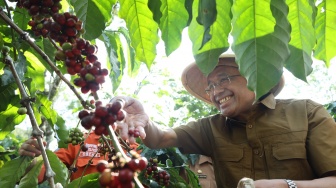 Tak Sekadar Ngopi, Begini Cara OJK Bangun Ekosistem Kopi Sumsel untuk Petani