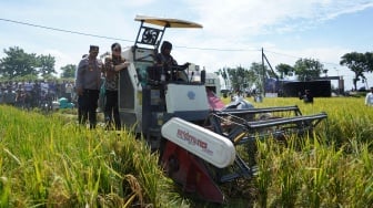 Berkat Terobosan Mas Dhito, Petani Kediri Kembali Bersemangat Tanam Padi: Harga Gabah Naik!