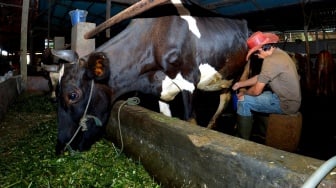 Didukung Pembiayaan dan Transaksi BRI, Klaster Susu Ponorogo Makin Produktif