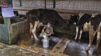 BRI Perkuat Klaster Susu Ponorogo, UMKM Makin Sejahtera dan Produktif