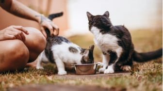 Bukan Perspektif Antikucing: Sederhana, tapi Bikin Cat Lovers Darah Tinggi