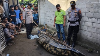 Buaya 4,5 Meter Penerkam Warga Tanggamus Berhasil Dijerat