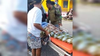 Buton Selatan Geger: Petani 63 Tahun Ditelan Ular Piton 8 Meter, Warga Curiga Lihat Perutnya Aneh