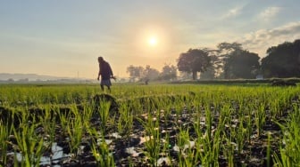 Kemarau Basah 2025: BMKG Ungkap Peluang Emas untuk Petani