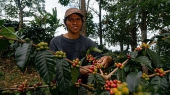 Kembali ke Akar, Cerita Hamzah Sarjana Kehutanan yang Memilih Bertani Kopi di Desa Kahayya