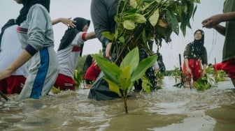Ratusan Pohon Mangrove Ditanam di Pesisir Kendal, Upaya Cegah Abrasi dan Rob